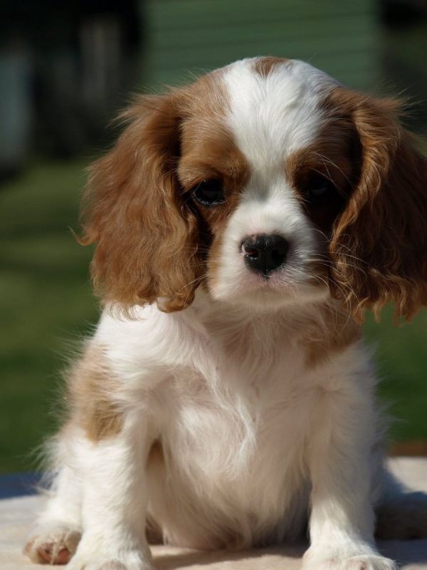 Cuccioli di cavalier king  ( Gratis )