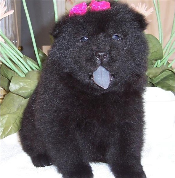 Adorabili cuccioli di chow chow femminucce e maschietti disponibili