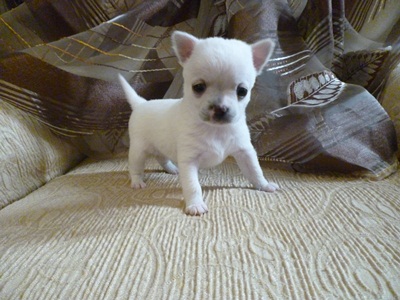 Chihuahua stupendi cuccioli