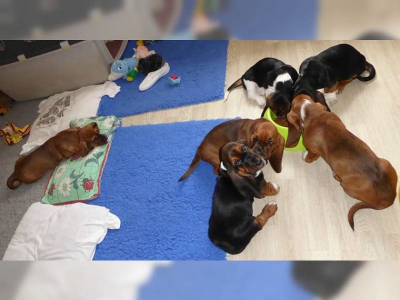 Regalo cuccioli di Beagle