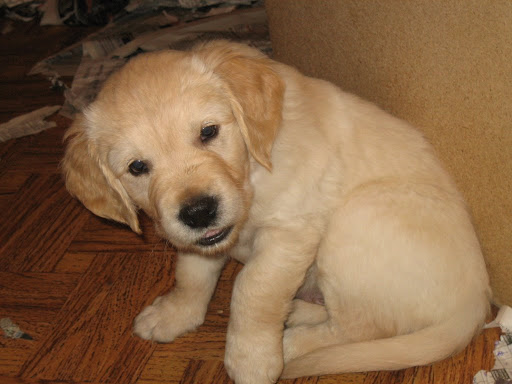  REGALO cuccioli di Golden Retriever disponibili