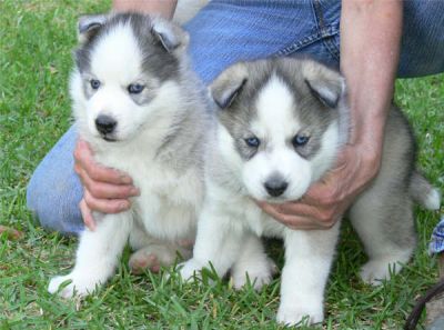 REGALO SIBERIAN HUSKY CUCCIOLI DISPONIBLE PER L'ADOZIONE