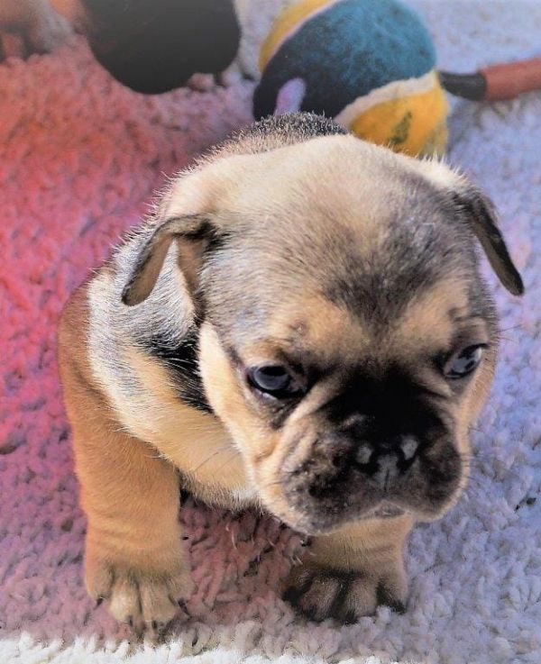  Maschio e femmina adorabile bulldog francese  cuccioli disponibili per l'adozione