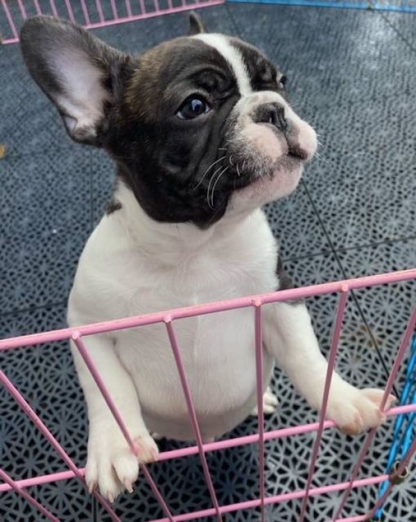   Regalo Meravigliosi cuccioli di bulldog francese (marieiris783@gmail.com)  Casa cresciuto, salute 