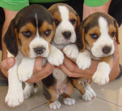 DUE BELLISSIMI CUCCIOLATE BEAGLE CON PEDIGREE