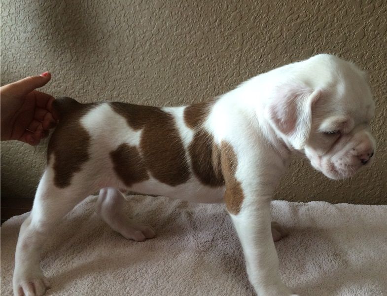 Regalo Cuccioli di boxer in pronta consegna i cuccioli verranno Dato dopo 90 giorni dalla nascita, p