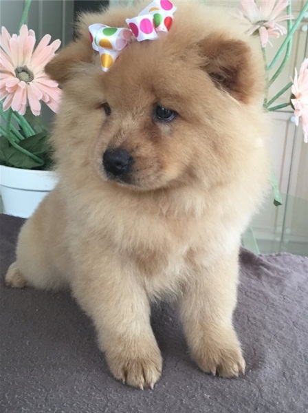 Regalo Cuccioli di chow chow  in pronta consegna i cuccioli verranno Dato dopo 90 giorni dalla nasci
