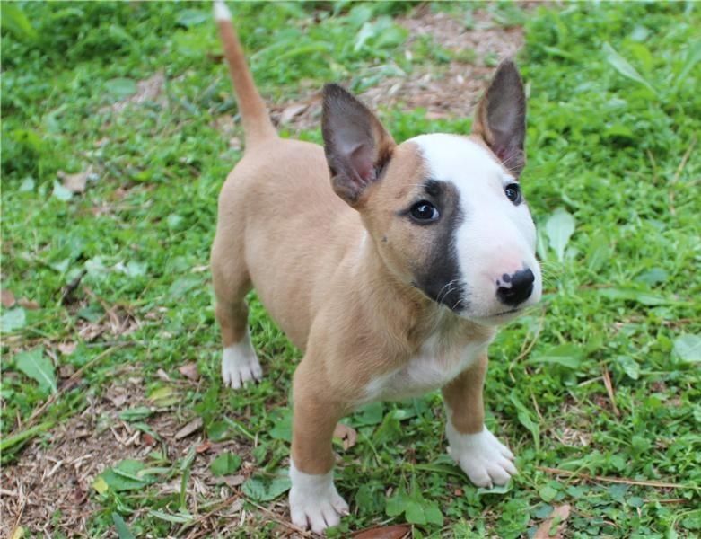 Regalo Cucciolo di Bull terrier in pronta consegna i cuccioli verranno Dato dopo 90 giorni dalla nas