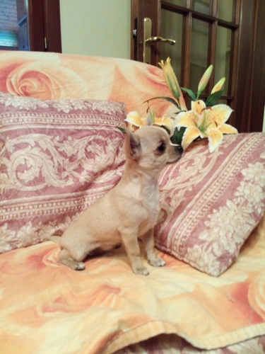 Chihuahua bellissimo cucciolo vendo