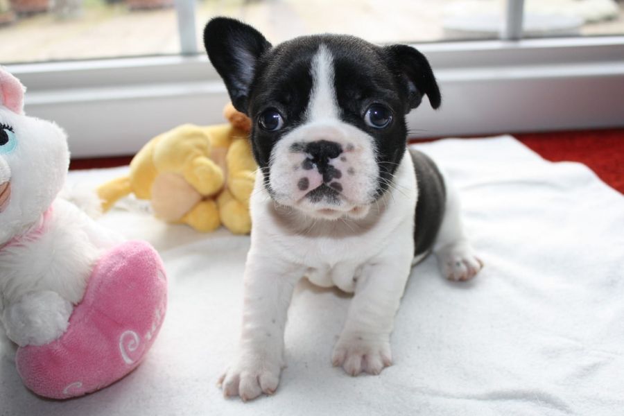 Molto bella e sani cuccioli di bulldog francese per adozione (gratis)