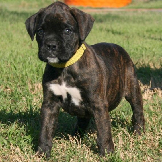 Regalo Cuccioli Boxer