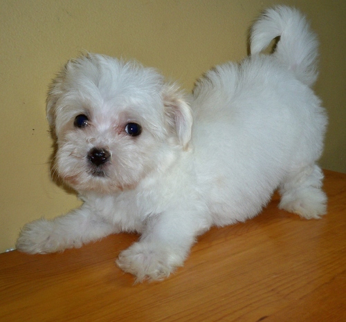 REGALO Dolci cuccioli Maltese per l'adozione. abbiamo cuccioli Maltese molto felice e sorprendente. 