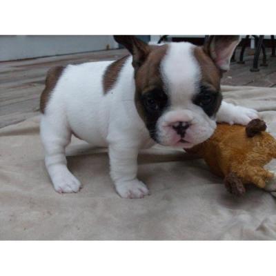 Adorabili cuccioli di bulldog francese femminucce e maschietti disponibili per l'adozione