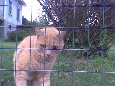 Pussy gattone rosso a Besnate