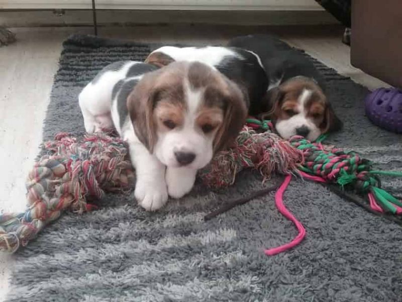 REGALO Cuccioli dolce e bella Beagle