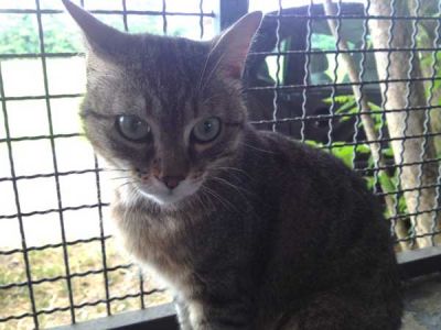 Gattini cucciole e giovani mici adulti
