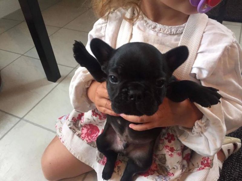Sani maschio e femmina cuccioli di bulldog francese per adozione 