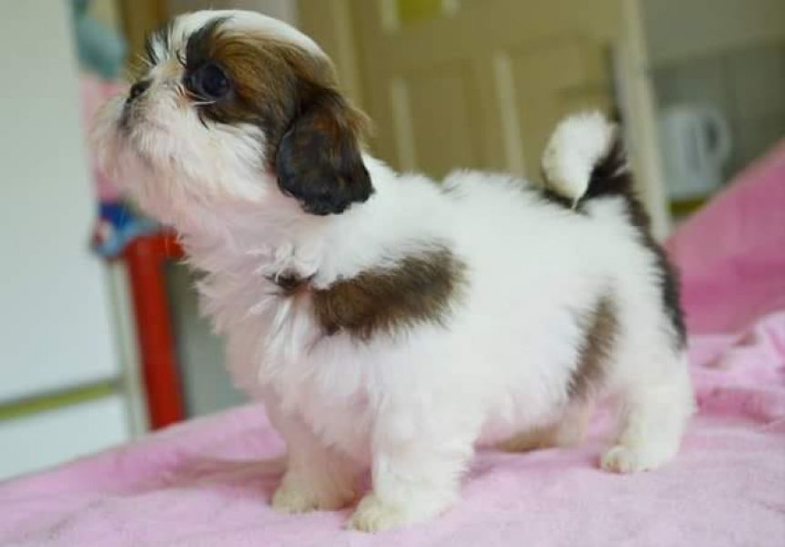 Molto bella e sani cuccioli di shih tzu per adozione maschi e femmine disponibili (gratis) 