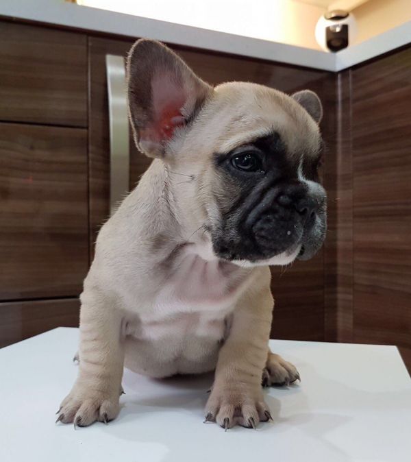 Cuccioli di Bulldog Francese per l'adozione