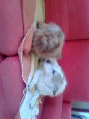 Simil JackRussel di 4 anni da adottare (va)