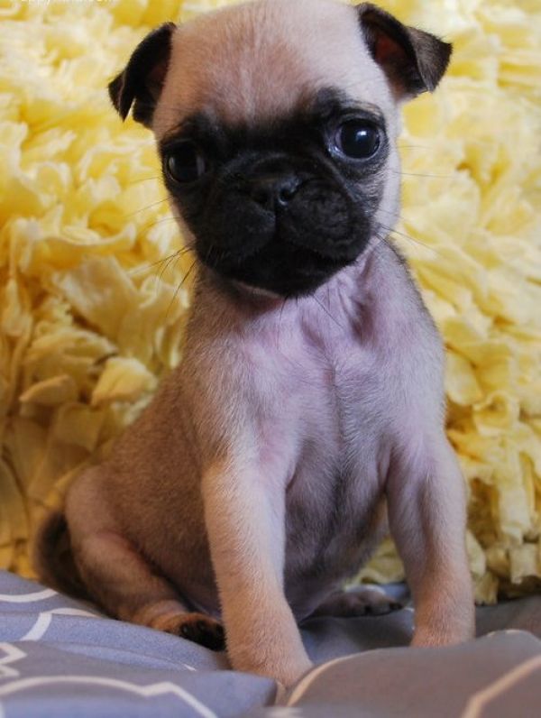 Regalo Cuccioli di Carlino