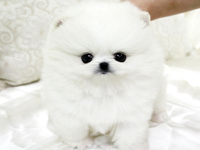 disponibile cuccioli di volpino di pomerania con pedigree