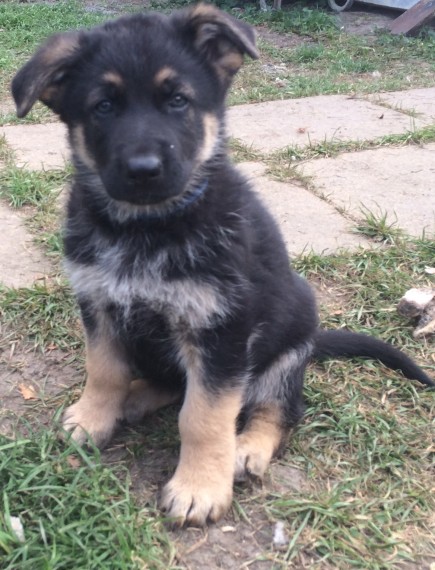 Regalo adorabili cuccioli pastore australiano femminucce e maschietti
