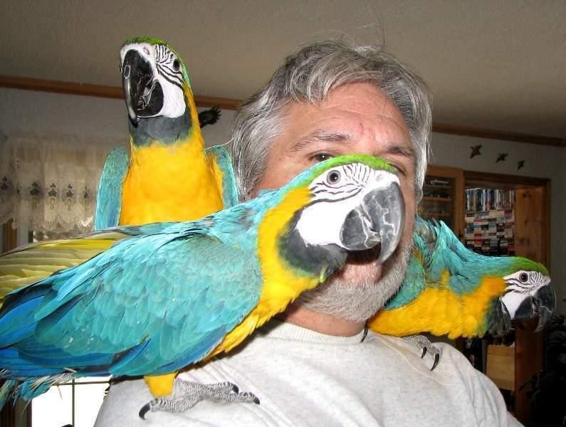 Pappagallo ara ararauna
