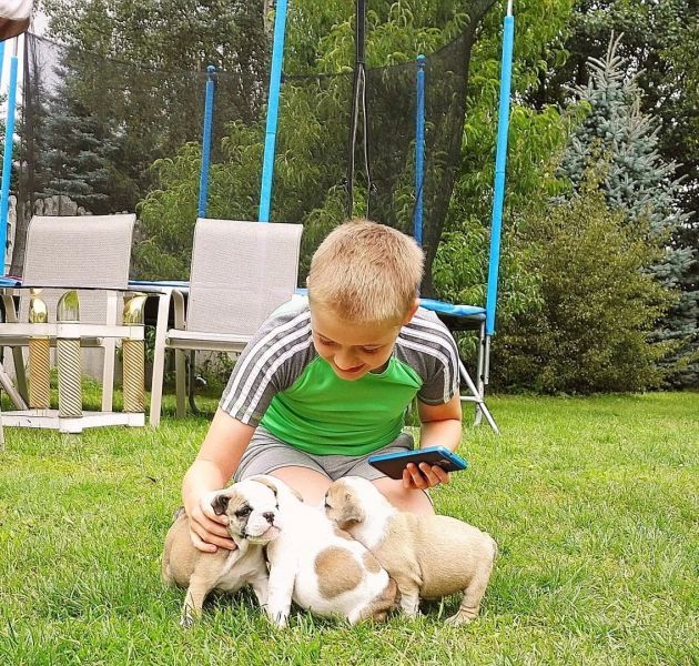 2Bulldog inglese cuccioli,