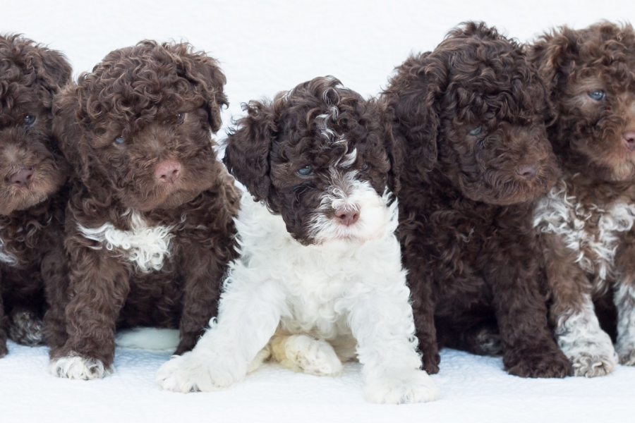 Regalo Cuccioli di Lagotto Romagnolo in pronta consegna i cuccioli verranno Dato dopo 90 giorni dall