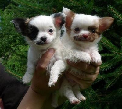 Splendido cucciolo chihuahua gratuitamente