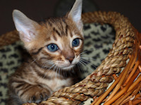 Qualit� superiore e Marmo leopardo gattini Bengals