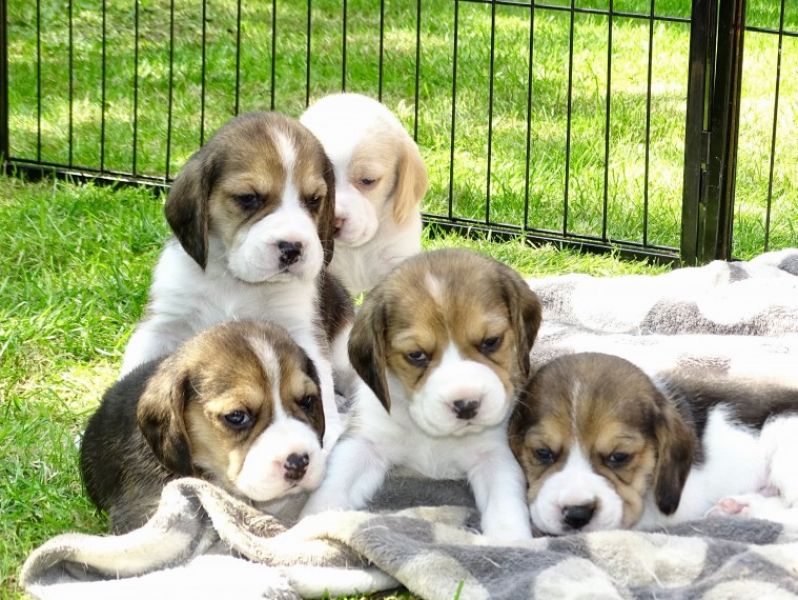REGALO Cuccioli dolce e bella Beagle