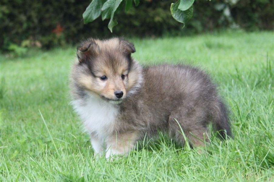 Regalo Cuccioli shetland sheepdog Disponibili