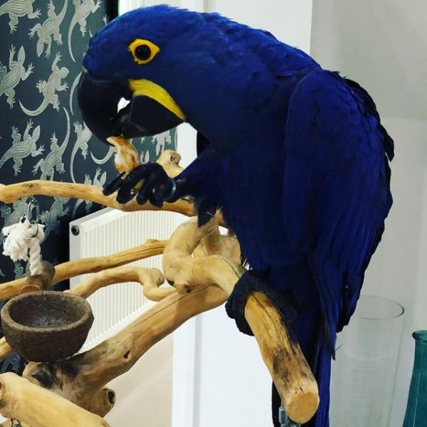 Hyacinth Macaw