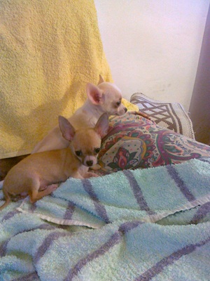 chihuahua cuccioli vendo