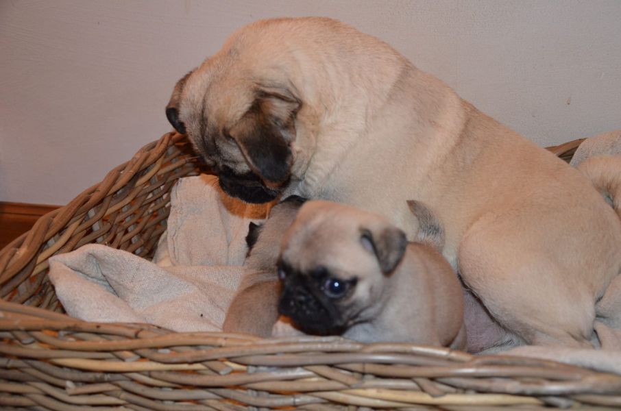  regalo cuccioli di carlino  disponibili per l'adozione