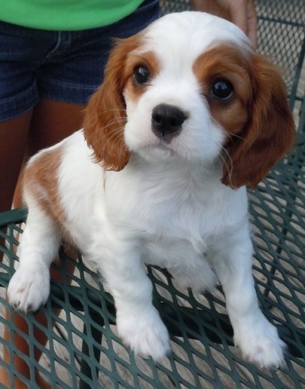 Adorali cuccioli di cavalier king