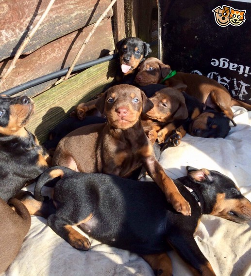 Regalo adorabili cuccioli Dobermann 