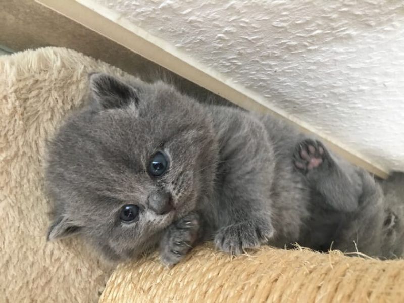 British Shorthair Blu con pedigree colori rari