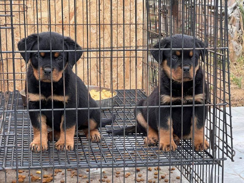 Rottweiler cuccioli introvabili cuccioli di Rottweiler intelligenti e dolcissimi attaccati al padron