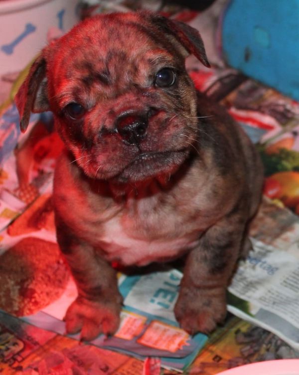  cuccioli di Bulldog Francese  ( Gratis )