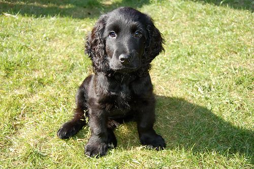 Adorabili cuccioli di cocker spaniel femminucce e maschietti disponibili per l'adozione gratuita i c