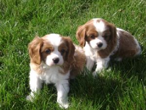   regalo cuccioli di cavalier king charles spaniel  disponibili per l'adozione