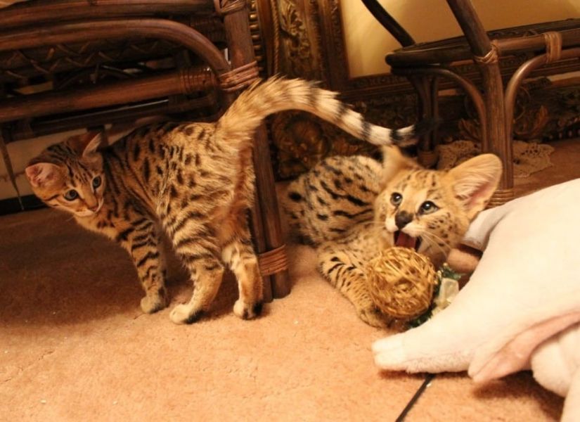 Molto bella e sani gattini Savannah  per adozione maschi e femmine disponibili (gratis)