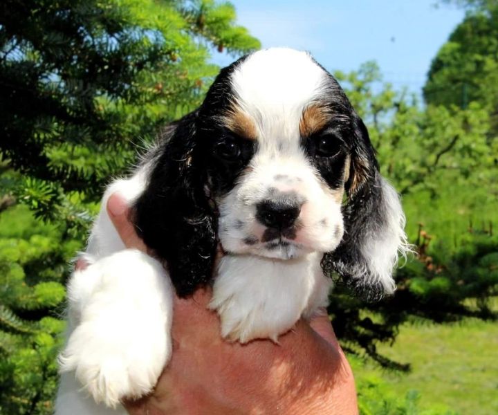  cuccioli di cocker-spaniel   per adozione ( regalo  )