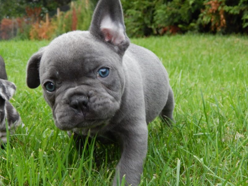 Adorabili cuccioli di Bulldog Francese femminucce e maschietti disponibili per l'adozione gratuita