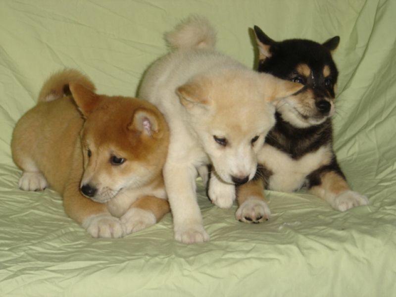 Dispongo di una cucciolata di razza SHIBA INU