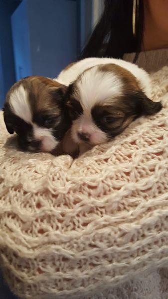 Shih-tzu cuccioli che saranno minis negli adulti.