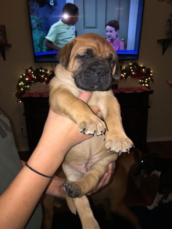 Disponibili cuccioli Bull mastiff 3 mesi completi di vaccinazioni,onibile